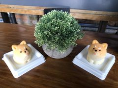 -柴犬高等学院·狗咖·柴犬售卖·宠物训练