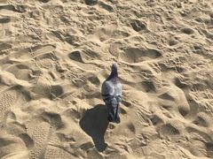 -海云台海滩