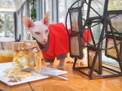 -猫小院猫主题咖啡厅(北锣店)