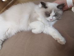 -猫和宫(六道口店)