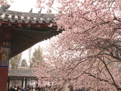 -桃花堤公园