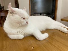 -有猫主题·治愈系猫咖(曾厝垵店)