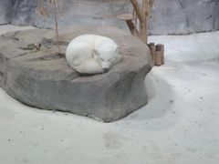 -海合安青岛极地海洋公园