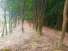 -火炉山森林公园