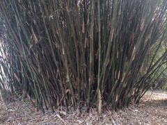 -蜀冈西峰生态公园