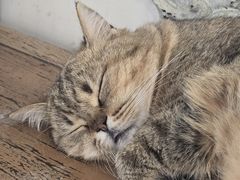 -共舞时光猫咖·狗咖(新街口店)