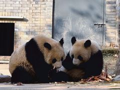-都江堰中华大熊猫苑