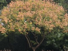 -晓港公园