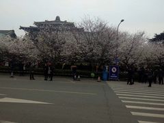 -武汉大学-樱园