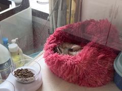 -糯米喵星人总部直营旗舰店·猫舍·幼猫出售