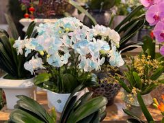 -双季花艺园艺市场(浦东店)