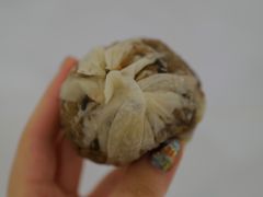 -217笋干馄饨