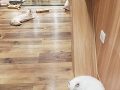 -袖虎·猫馆(体育西路店)