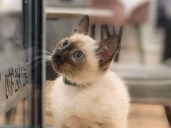 -袖虎·猫馆(体育西路店)