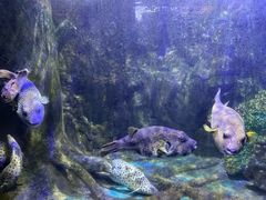 -太平洋海底世界