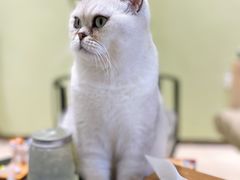 -藏猫猫咖啡主题馆(中央大道店)