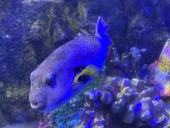 -太平洋海底世界