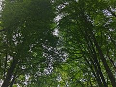 -上海滨江森林公园