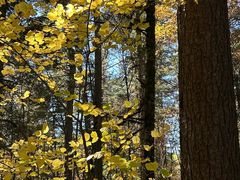 -五营红松林海景区