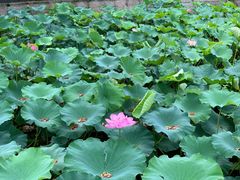 -绍兴鉴湖君澜大酒店