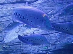 -芜湖新华联大白鲸海洋公园