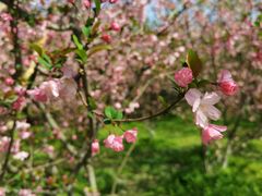 -上海共青森林公园