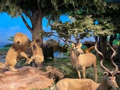 -国家自然博物馆