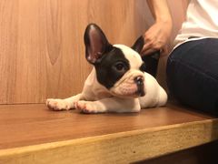 -柯斗斗主题餐厅·狗咖·围炉煮茶·茶饮(国瑞升平里店)