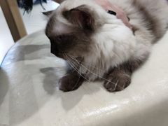 -藏猫猫咖啡主题馆(中央大道店)