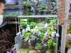 -青石桥花鸟鱼虫市场(叠翠城店)