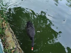 -广东茂名森林公园