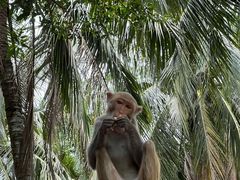 -南湾猴岛+椰田古寨一日游