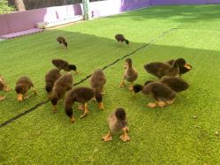 -萌宠亲子动物乐园(槐房万达店)