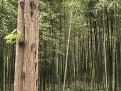 -黄海国家森林公园