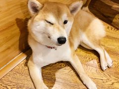 -柴务处·柴犬主题狗咖