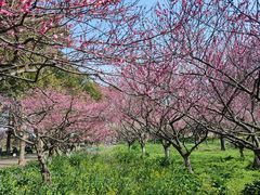 -上海海湾国家森林公园