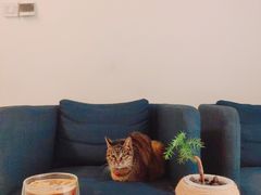 美式-PAUSE CAFE(南秀村店)