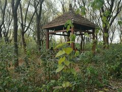 -昆山城市生态森林公园