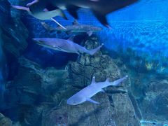 -烟台海昌鲸鲨海洋公园