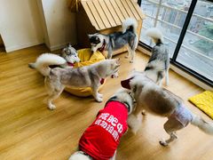 -Husky Go! 哈士奇体验馆·宠物咖啡厅狗咖