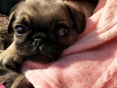 -1013 PET SHOP 宠物商店(近铁城市广场店)