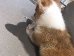 -听TA说宠咖·宠物生活馆(天韵水岸店)