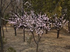 -白水寺森林公园