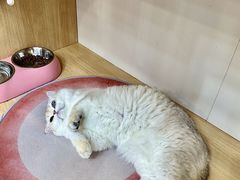 -青奢宠物·青奢猫舍