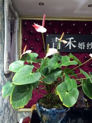 -青禾婚纱摄影(杭州店)