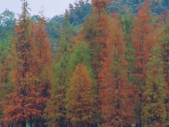 -白鹭湾湿地公园