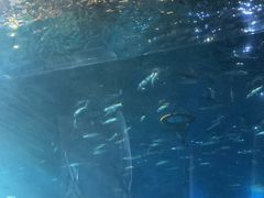 -海棠湾洲际-涛·海底餐厅·美人鱼·自助餐·海底隧道