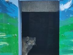 -青藏高原野生动物园