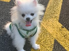 -翊宠yipet猫狗购宠庄园犬舍•猫舍