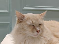 -安格丽娜·狗咖·猫咖羊驼咖(春熙路百盛商场店)